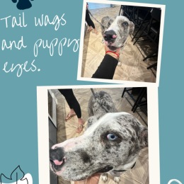 a black and white dog with blue eyes